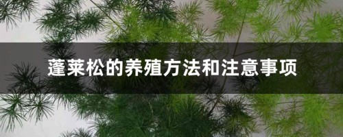 蓬莱松的养殖方法和注意事项