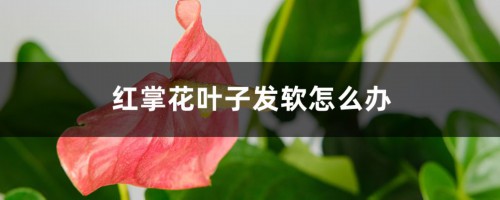 红掌花叶子发软怎么办