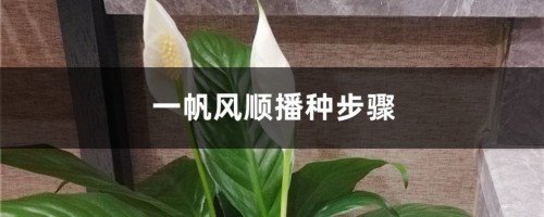 一帆风顺播种步骤，一帆风顺其他的繁殖方法