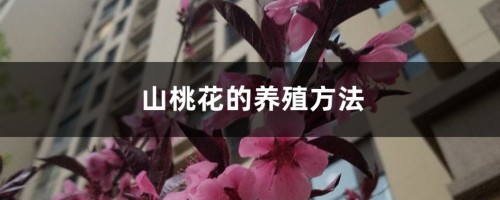 山桃花的养殖方法