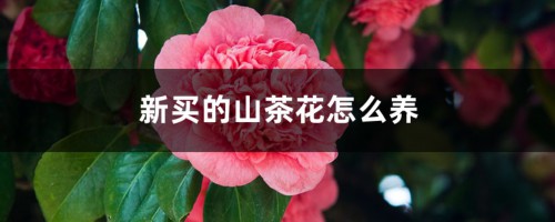 新买的山茶花怎么养