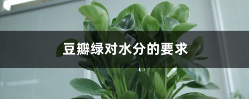 豆瓣绿对水分的要求