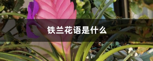 铁兰花语是什么？