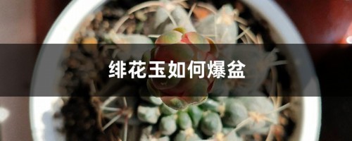 绯花玉如何爆盆