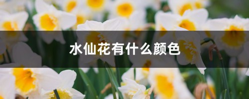 水仙花有什么颜色，还有什么特征