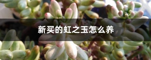 新买的虹之玉怎么养