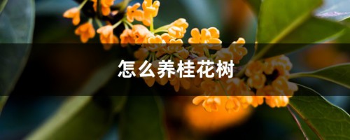 怎么养桂花树