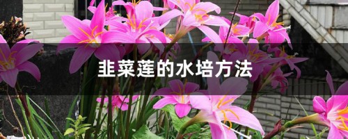 韭菜莲的水培方法