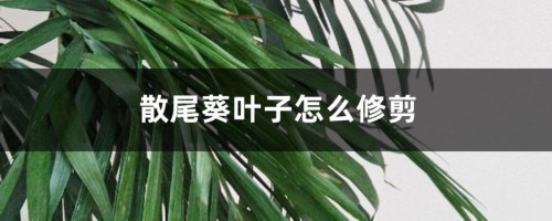 散尾葵叶子怎么修剪，修剪叶子会死吗