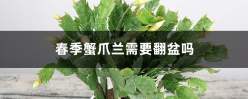 春季蟹爪兰需要翻盆吗，春天开花吗