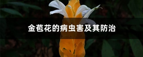 金苞花的病虫害及其防治