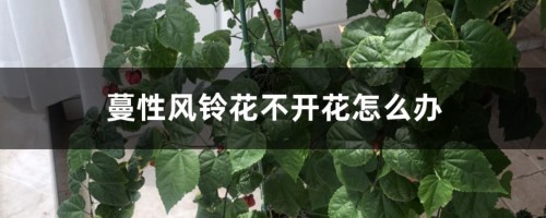 蔓性风铃花不开花怎么办