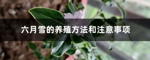 六月雪的养殖方法和注意事项