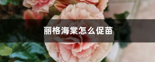 丽格海棠怎么促苗