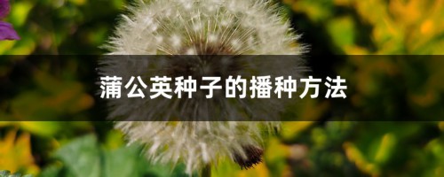 蒲公英种子的播种方法